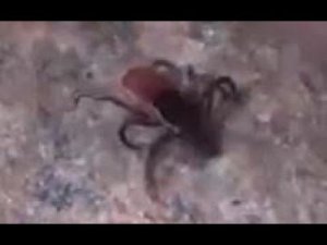 Энцефалитный КЛЕЩ ВАС Больше не УКУСИТ Все НАСЕКОМЫЕ Бегут - из ФИЛЬМА ВСЕ о Клещах ссылка вОписании