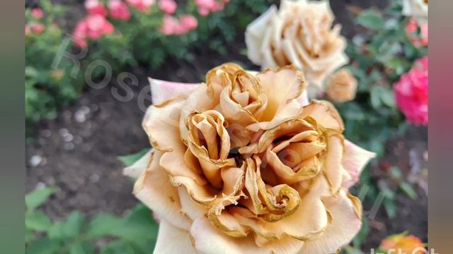 Изумительные розы от питомника растений Розы Бушес смотреть онлайн