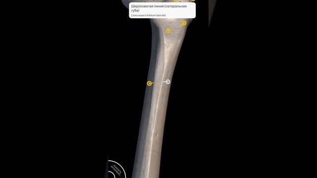 Бедренная кость: 5 минут и наизусть смотреть онлайн