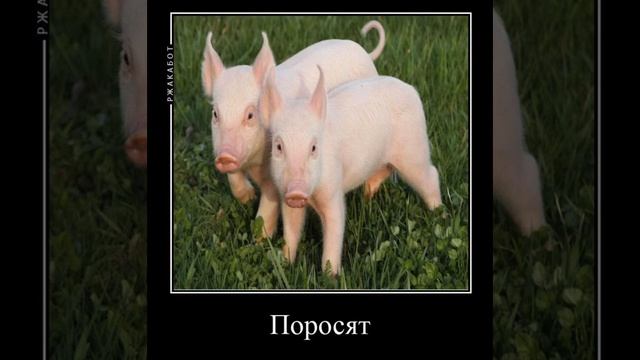 Птички летят бомбить поросят...#ладно #мазелов #мемы смотреть онлайн