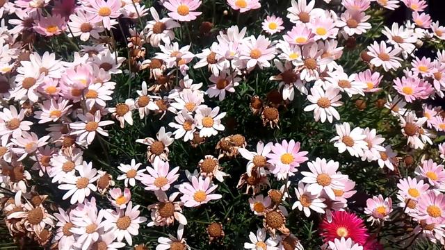 庭に咲く花　芝桜？ смотреть онлайн