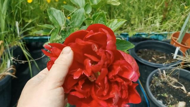 Peony Henry Bockstoce, a bright red peony with a light sweet and spicy fragrance смотреть онлайн