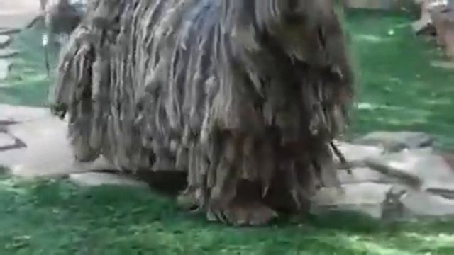 Бергамская овчарка. смотреть онлайн