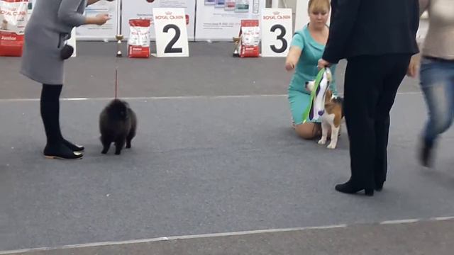 R.BIS Puppy, Bitsi*Finnandian Bitsi, Челябинск 26.11.2016 смотреть онлайн