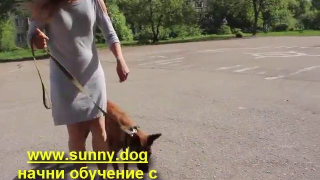 Команда "рядом". Дрессировка собаки смотреть онлайн