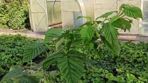 Мои эксперименты! Сорта-тутаймеры малины! Омск, 26.09.2023г.