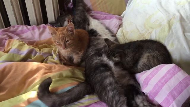 2,5 месячный котенок пытается сосать кошку без молока. смотреть онлайн