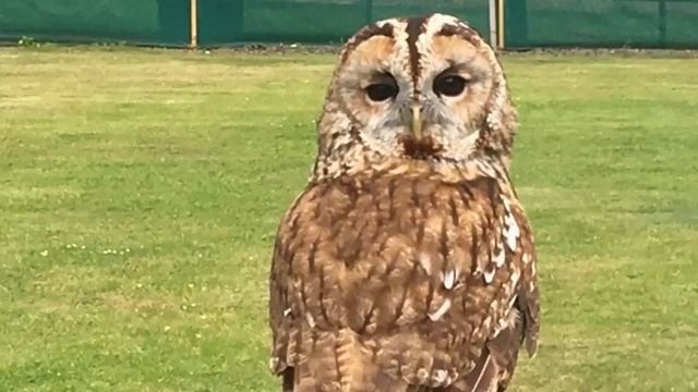 Факты о совах смотреть онлайн