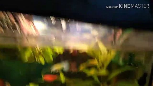 Сколько держатся рыбки без воздуха смотреть онлайн