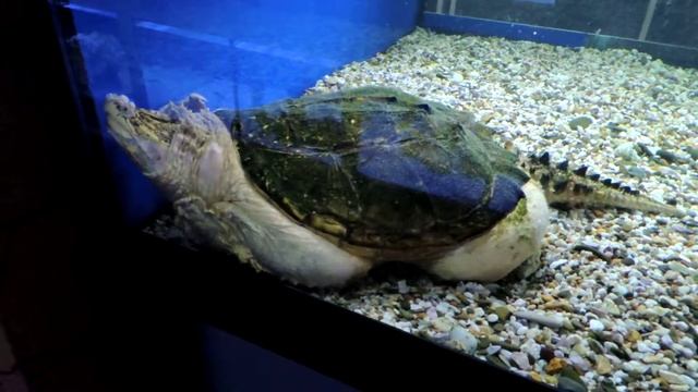 ОКЕАНАРИУМ на Чистых прудах