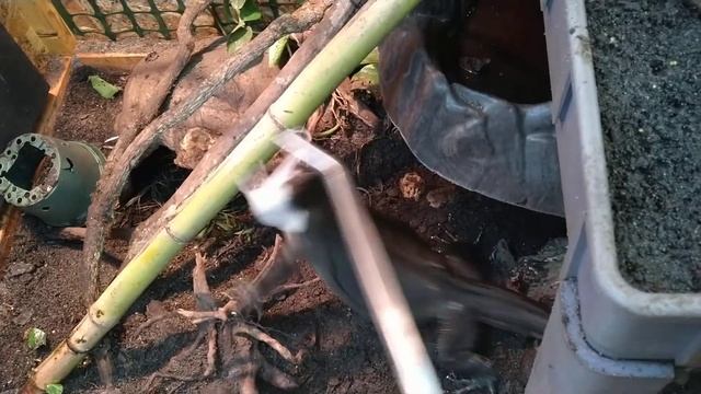 Adult Black Roughneck Monitor Feeding 90 (3 Frozen Adults) смотреть онлайн