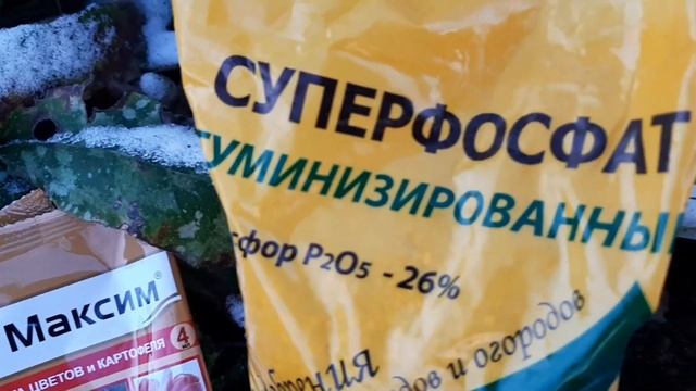 Поздняя посадка тюльпанов . Подмосковье 10.11.2021г. смотреть онлайн