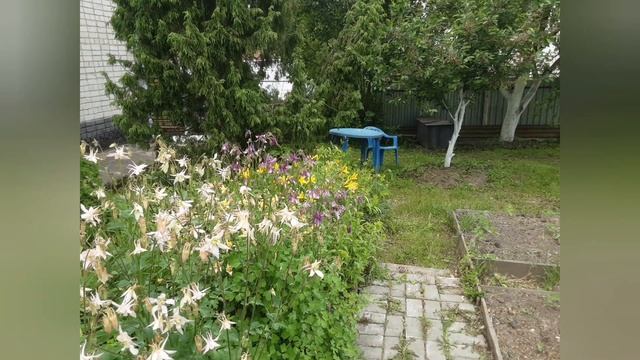 Цветы из моего детства.#садовыецветы #пенсионеры #сад #табак#летнийотдых #природа # смотреть онлайн