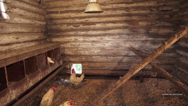 Удивительно, но как 4 курицы несушки уместились в одном гнезде. Несушка сносит яйцо смотреть онлайн