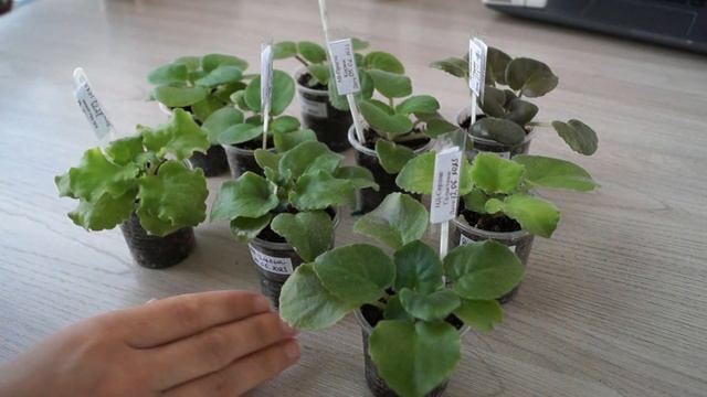 Коллекция Оксаны Разумовской Набор фиалок продажа смотреть онлайн