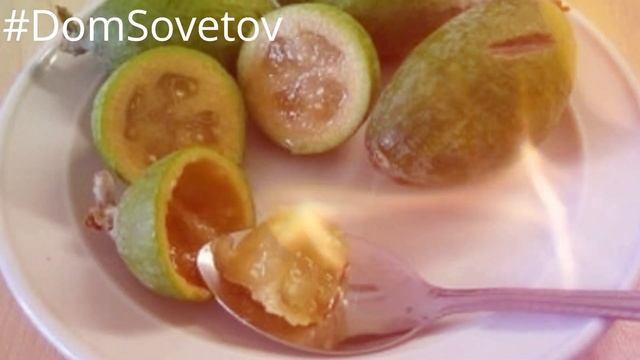 УКРЕПИТ ИММУНИТЕТ! МЕГА ПОЛЕЗНЫЙ экзотический фрукт ФЕЙХОА Йода БОЛЬШЕ,чем в МОРСКОЙ РЫБЕ#DomSoveto смотреть онлайн