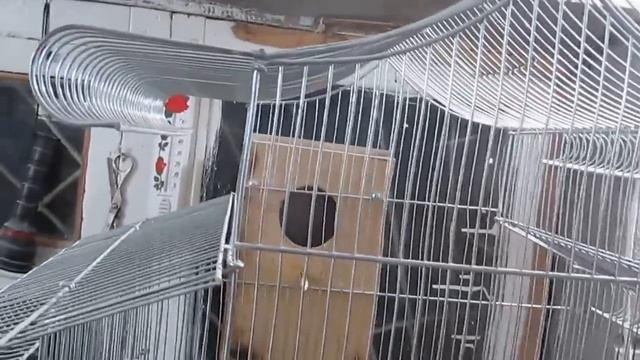 Волнистые попугаи.  Незапланированный осмотр гнезда.