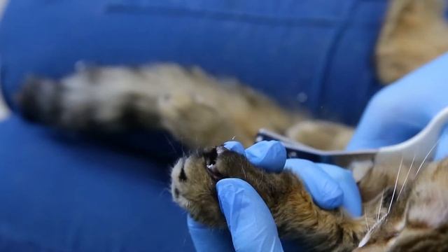 Как стричь когти кошке? смотреть онлайн