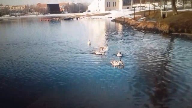 Стихотворение о природе «Умные лебеди». смотреть онлайн