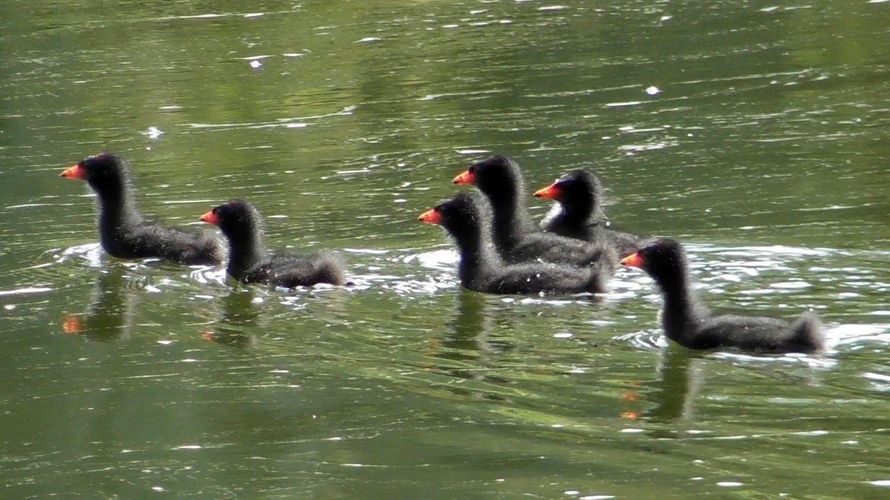 Камышница и её цыплята / Common moorhen / Gallinella d'acqua смотреть онлайн