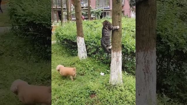 Где, не вижу