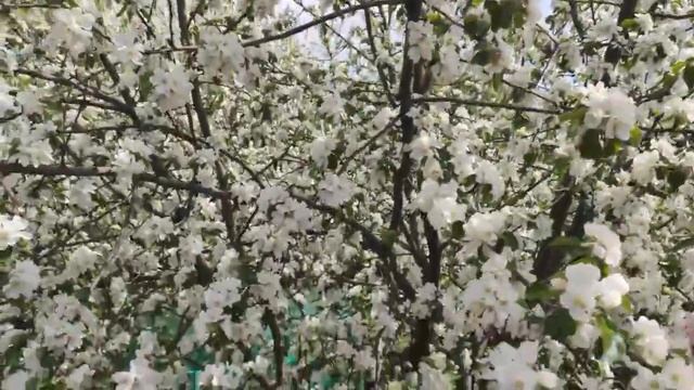 "Лучше нету того цвету""#Песняхит#МарияПахоменко#(1975) смотреть онлайн