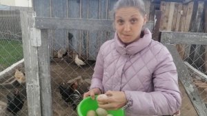 ОБЗОР КУРЕЙ ПОРОДЫ ГОЛОШЕЙКА