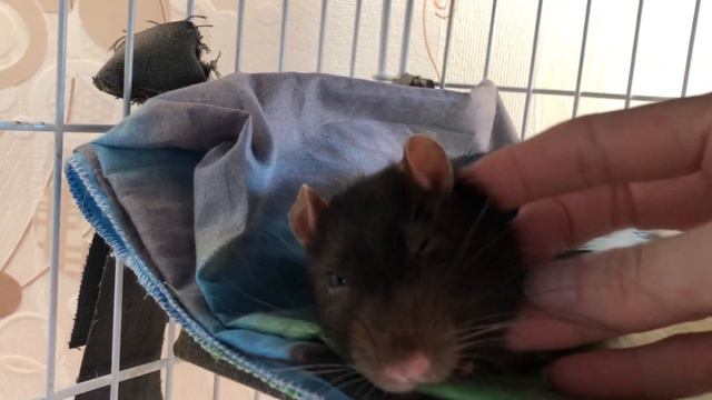 Савушка баюшки. Крысиные почесушки)) смотреть онлайн