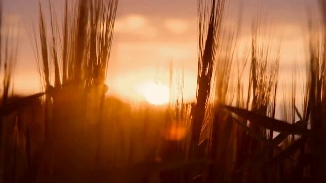 Послушай, ты быстро заснешь | Успокаивающая музыка восстанавливает нервную систему смотреть онлайн