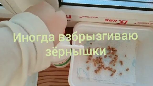 Выращивание пшеницы в коробочке из-под Доширака. Часть №1. смотреть онлайн