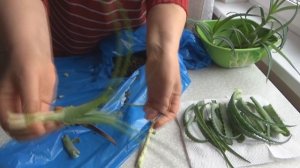 Как правильно размножить и пересадить алоэ (столетник) в домашних условиях. Проверенные способы.