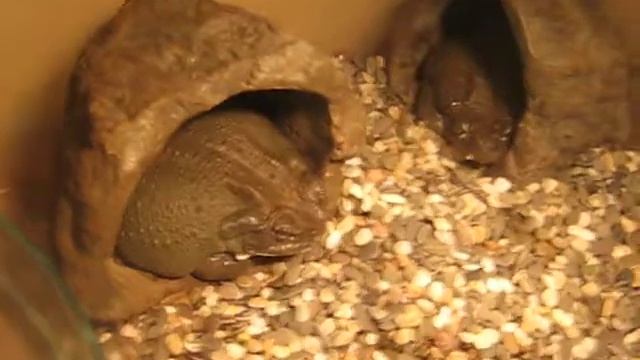 Bufo alvarius / Colorado RiverToad (Колорадская речная жаба) смотреть онлайн