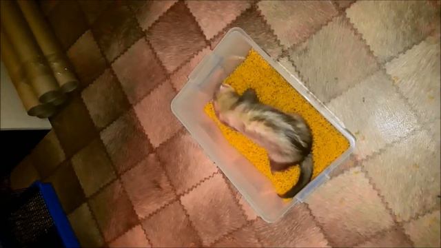 Хорьки в макаронах. смотреть онлайн