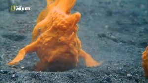 Необыкновенные морские обитатели