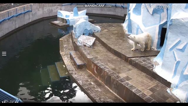 Герда с медвежатами тоже позавтракали 03.06.2020 смотреть онлайн