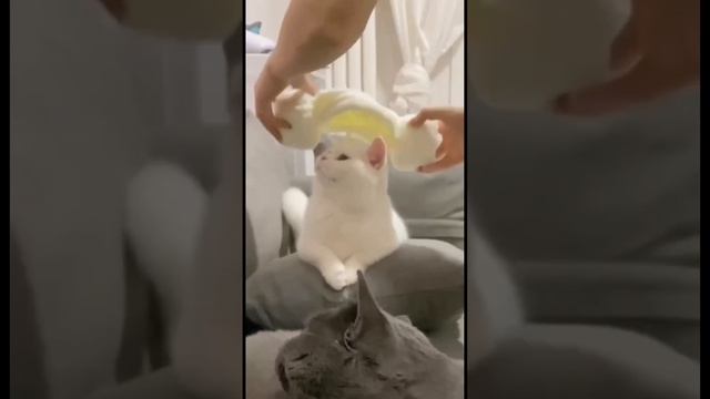 Все видео с котами:З смотреть онлайн