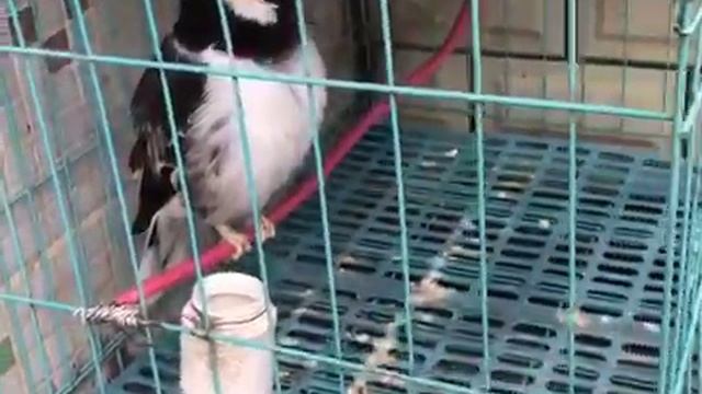 Живая сигнализация... смотреть онлайн