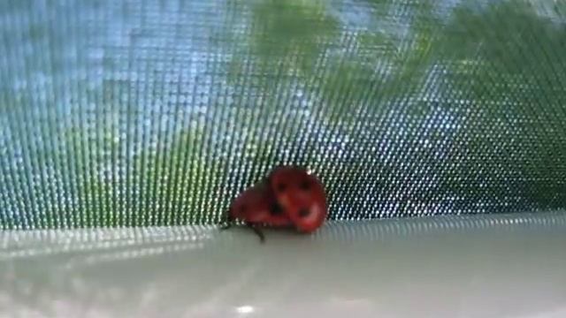 Спаривание божьих коровок (amazing Ladybugs Mating)