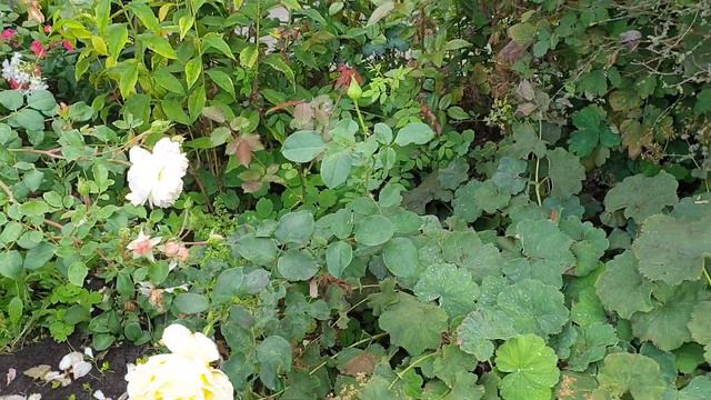 Как цветут розы осенью .Осенний сад без прикрас. смотреть онлайн