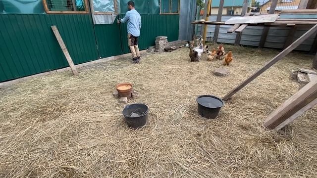 обстановка на 17 июля в курятнике. цыплята брама. смотреть онлайн