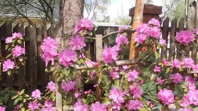 РОДОДЕНДРОН P.J.M. Elite--гибрид каролинского и даурского смотреть онлайн