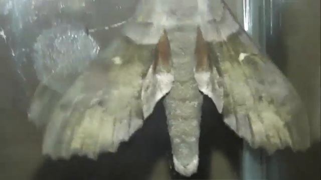 ИНСЕКТАРИЙ: 297. Бражник Тополевый (Laothoe populi) смотреть онлайн