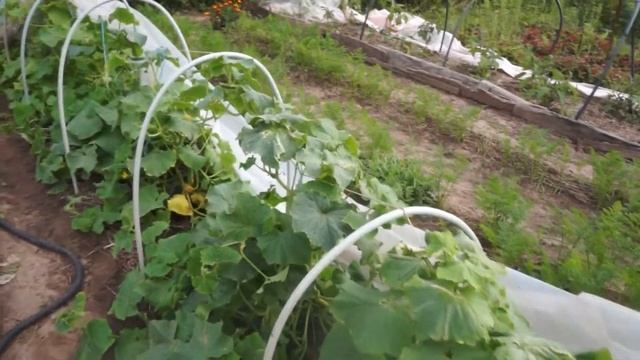 Огурцы на узкой грядке в открытом грунте. Огород на Урале. смотреть онлайн