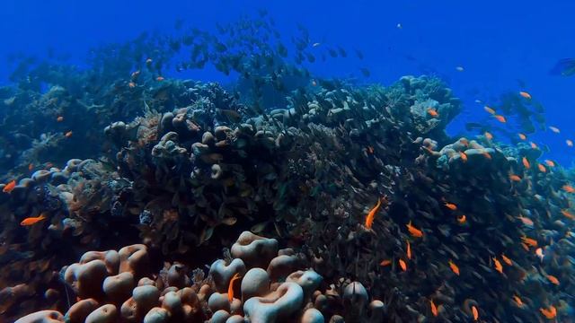 Life Under The Ocean - Amazing Underwater Marine Life смотреть онлайн