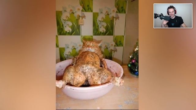 What An Absolute Unit (Confusing Perspective #4) смотреть онлайн