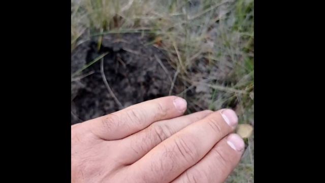 ЧТО БУДЕТ, ЕСЛИ положить РУКУ В МУРАВЕЙНИК? Часть 2 смотреть онлайн