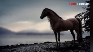 Туш табири - Тушда от куриш