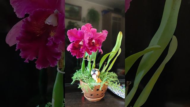 Rhyncholaeliocattleya Chialin Beauty 'Red Pearl' смотреть онлайн