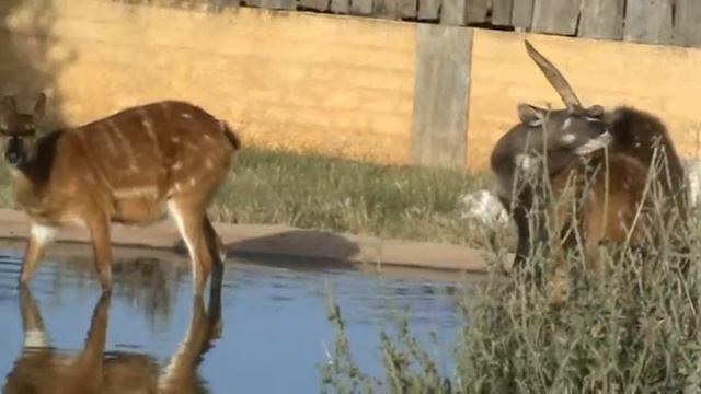 sitatunga - antelope смотреть онлайн