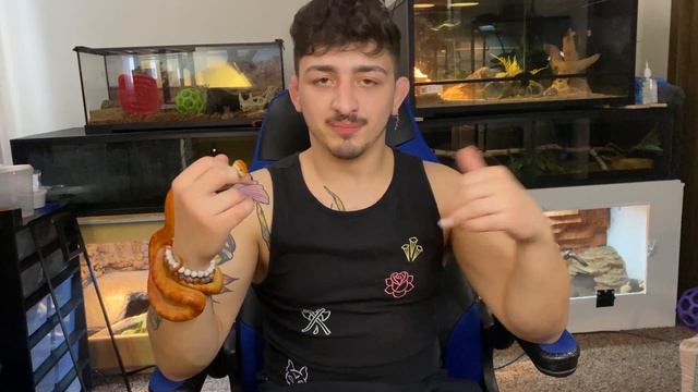 Best Beginner Pet Snake! | Ball Python Vs. Corn Snake! смотреть онлайн